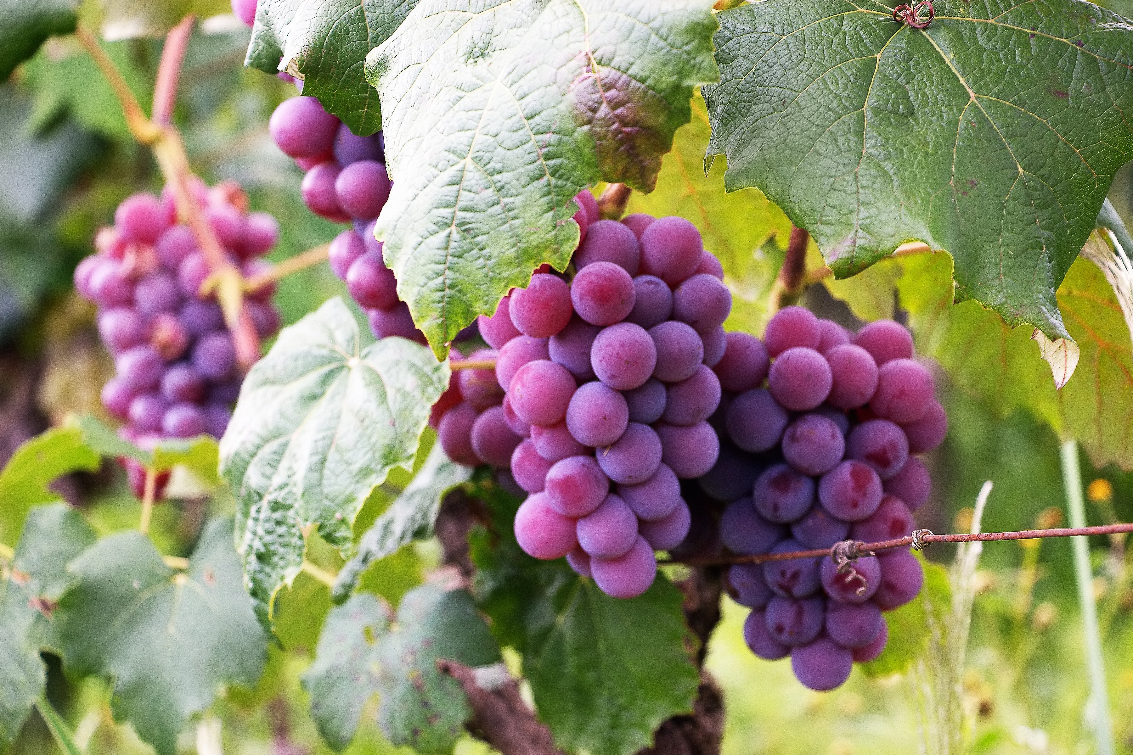 Purple Grapes